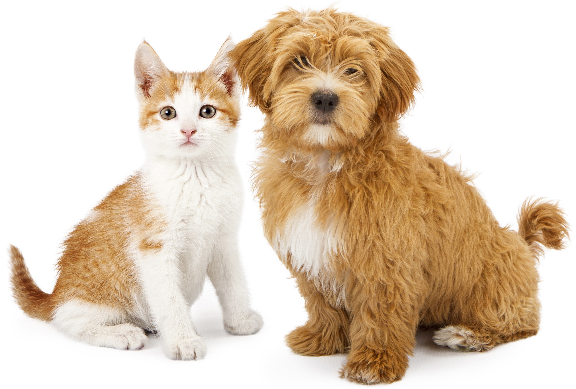 Orange and White Puppy and Kitten